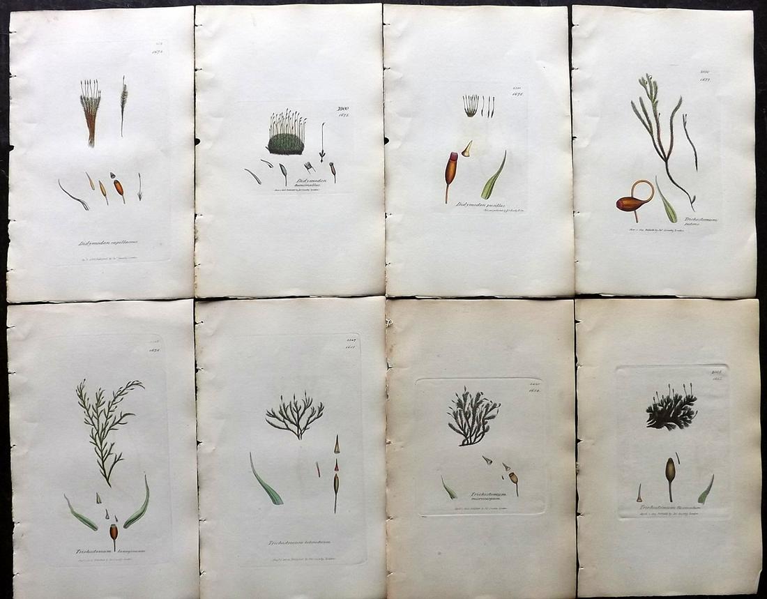 Sowerby, James 1846 Lot of 8 Hand Col Moss Prints: Full Hand Colored Etchings Published London, 1832-46 for "English Botany; or, Coloured Figures of British Plants…" Second Edition by James Sowerby and Edward Smith. Paper Size: 9 x 5.5 inch (23 x 14