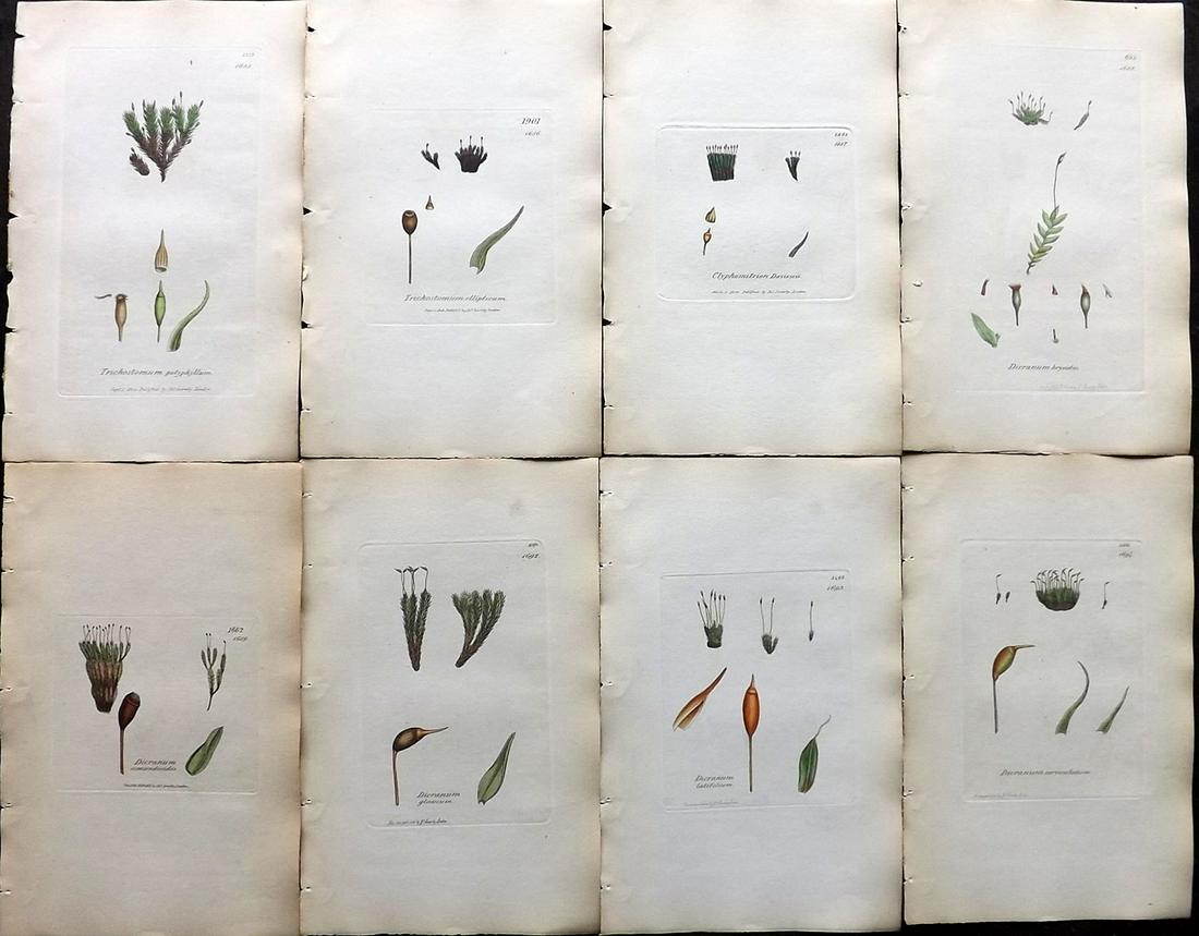 Sowerby, James 1846 Lot of 8 Hand Col Moss Prints: Full Hand Colored Etchings Published London, 1832-46 for "English Botany; or, Coloured Figures of British Plants…" Second Edition by James Sowerby and Edward Smith. Paper Size: 9 x 5.5 inch (23 x 14
