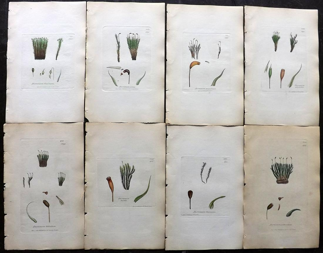 Sowerby, James 1846 Lot of 8 Hand Col Moss Prints: Full Hand Colored Etchings Published London, 1832-46 for "English Botany; or, Coloured Figures of British Plants…" Second Edition by James Sowerby and Edward Smith. Paper Size: 9 x 5.5 inch (23 x 14