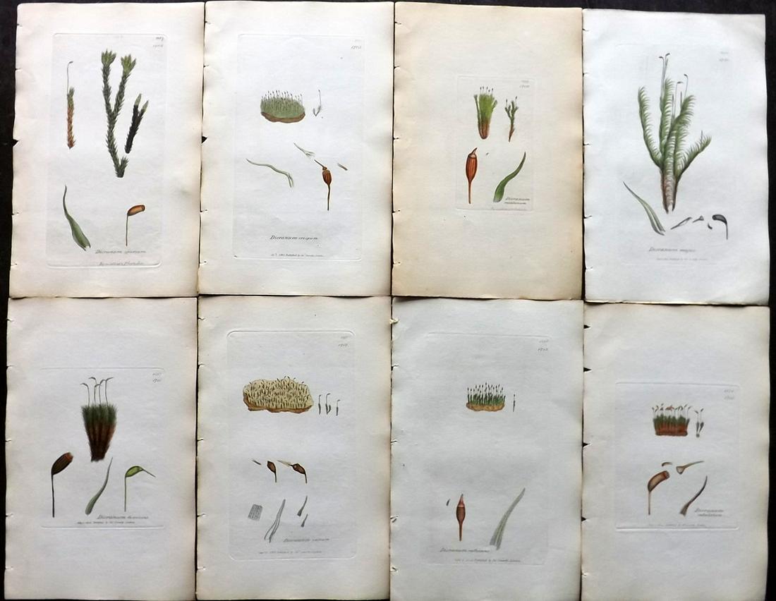 Sowerby, James 1846 Lot of 8 Hand Col Moss Prints: Full Hand Colored Etchings Published London, 1832-46 for "English Botany; or, Coloured Figures of British Plants…" Second Edition by James Sowerby and Edward Smith. Paper Size: 9 x 5.5 inch (23 x 14