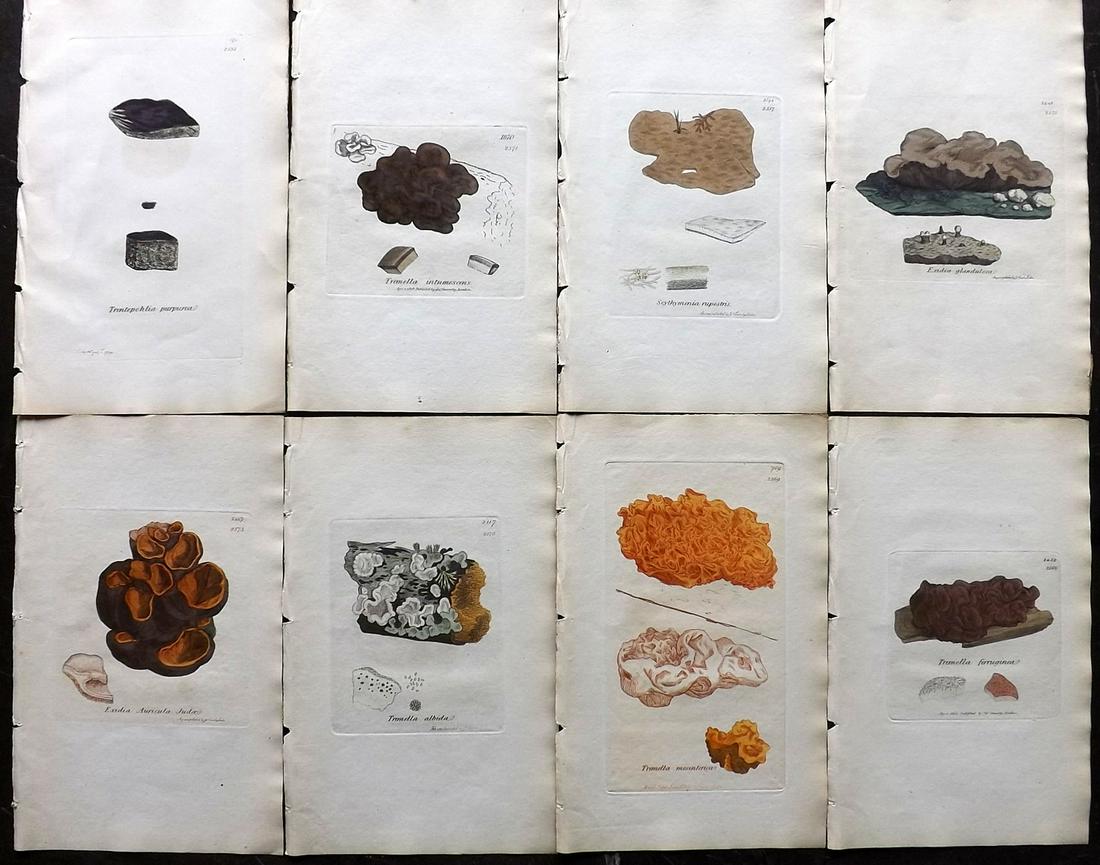 Sowerby, James 1846 Lot of 8 HCol Water Fungus Prints (1 of 2)