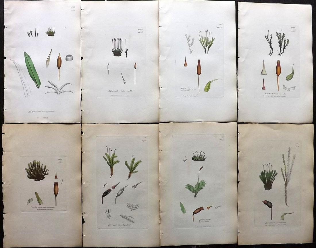 Sowerby, James 1846 Lot of 8 Part Hand Col Moss Prints: Partial Hand Colored Etchings only (As issued) Published London, 1832-46 for "English Botany; or, Coloured Figures of British Plants…" Second Edition by James Sowerby and Edward Smith. Paper Size: 9
