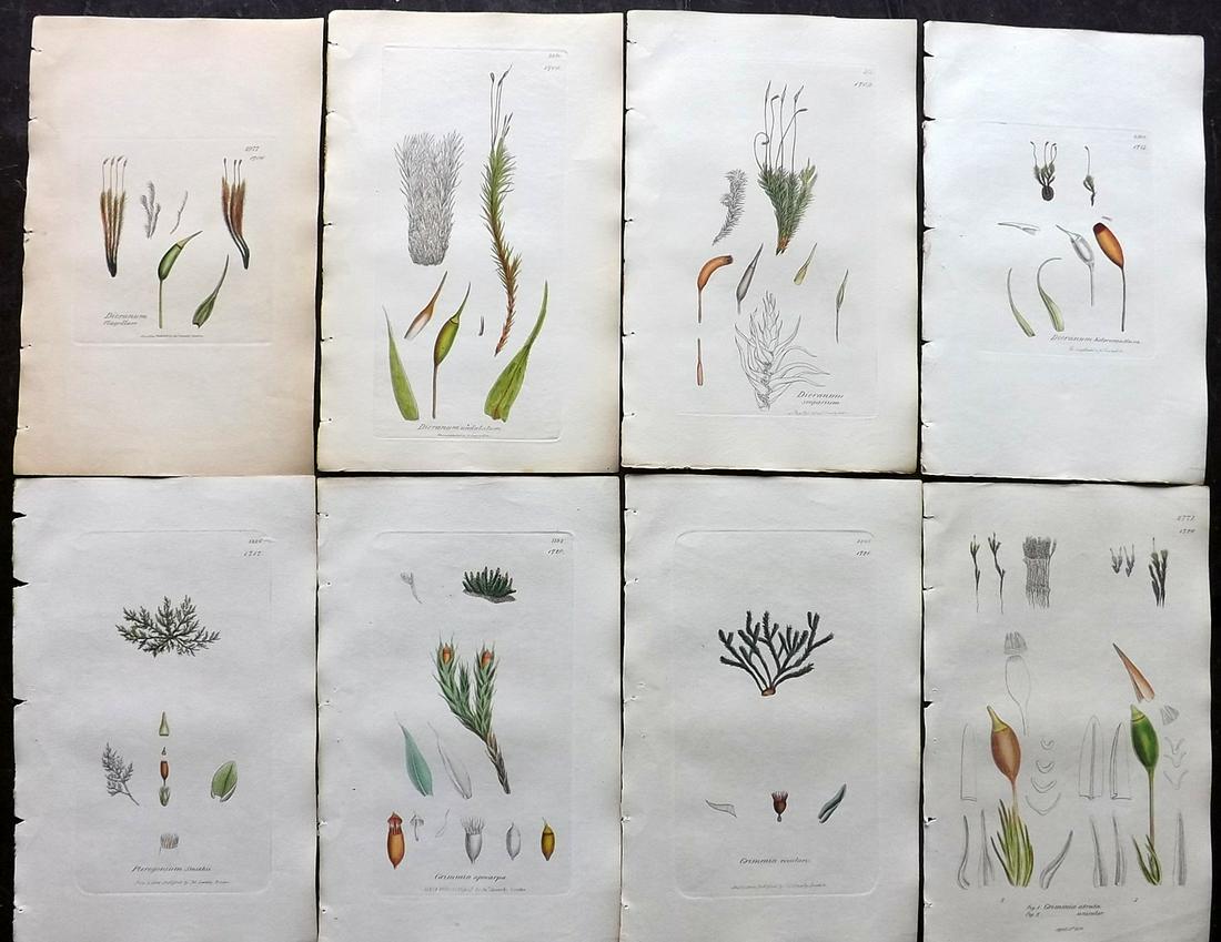 Sowerby, James 1846 Lot of 8 Part Hand Col Moss Prints: Partial Hand Colored Etchings only (As issued) Published London, 1832-46 for "English Botany; or, Coloured Figures of British Plants…" Second Edition by James Sowerby and Edward Smith. Paper Size: 9