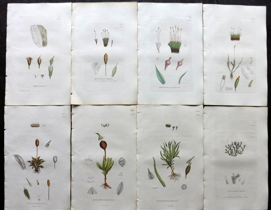Sowerby, James 1846 Lot of 8 Part Hand Col Moss Prints: Partial Hand Colored Etchings only (As issued) Published London, 1832-46 for "English Botany; or, Coloured Figures of British Plants…" Second Edition by James Sowerby and Edward Smith. Paper Size: 9