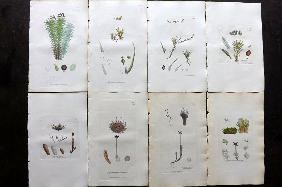 Sowerby, James 1846 Lot of 8 Part Hand Col Moss Prints: Partial Hand Colored Etchings only (As issued) Published London, 1832-46 for "English Botany; or, Coloured Figures of British Plants…" Second Edition by James Sowerby and Edward Smith. Paper Size: 9
