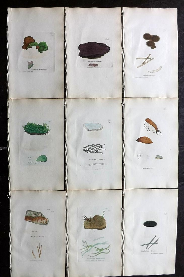 Sowerby, James 1846 Lot of 9 Hand Col Algae Prints: Full Hand Colored Etchings Published London, 1832-46 for "English Botany; or, Coloured Figures of British Plants…" Second Edition by James Sowerby and Edward Smith. Paper Size: 9 x 5.5 inch (23 x 14