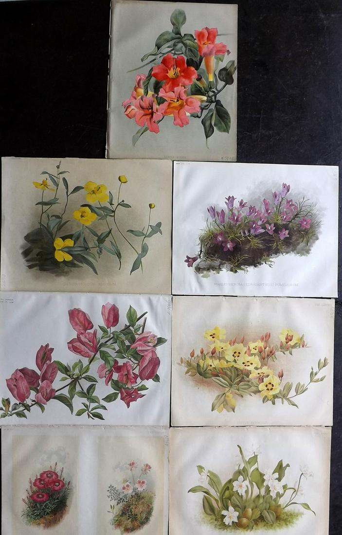 The Garden 1882 Lot of 7 Botanical Prints: Chromolithographs Published 1872-1927, London for "The Garden. An Illustrated Weekly Journal of Horticulture in all its Branches" Edited by William Robinson and others. Paper Size: 11.5 x 9 inch (29 x