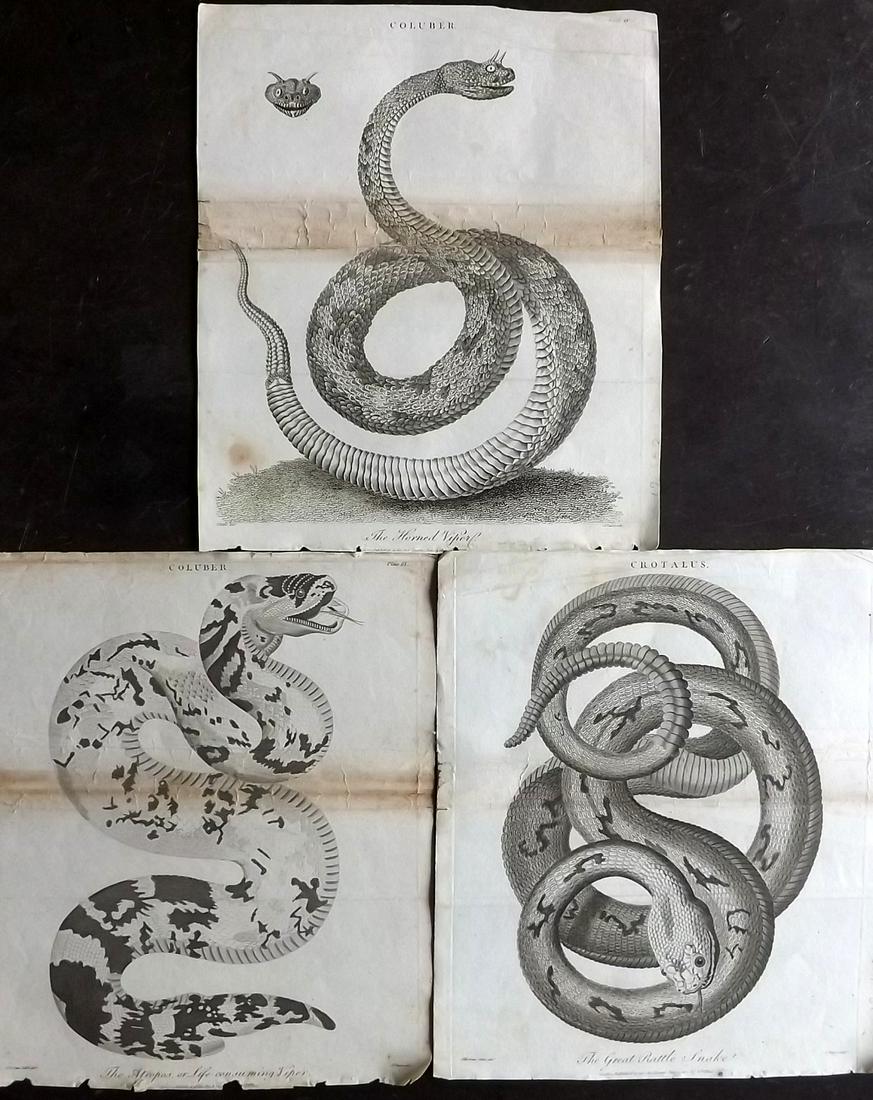Linnaeus & Siblly C1800 Lot of 3 Antique Prints. Snakes: Vipers and Rattle Snake. Copper Plates Published 1794-1810, London for "A Genuine and Universal System of Natural History" by Carl Linnaeus and Ebenezer Sibly. Illustrated after George Edwards, Bloch,