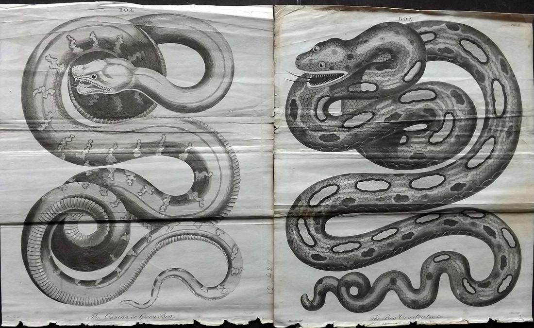 Linnaeus & Siblly C1800 Pair of Snake Prints. Boas: Copper Plates Published 1794-1810, London for "A Genuine and Universal System of Natural History" by Carl Linnaeus and Ebenezer Sibly. Illustrated after George Edwards, Bloch, Knorr, Buffon and others