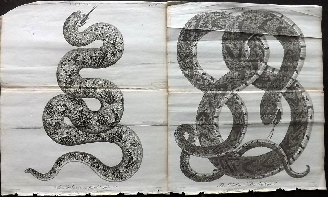 Linnaeus & Siblly C1800 Pair of Snake Prints. Vipers (1 of 2)