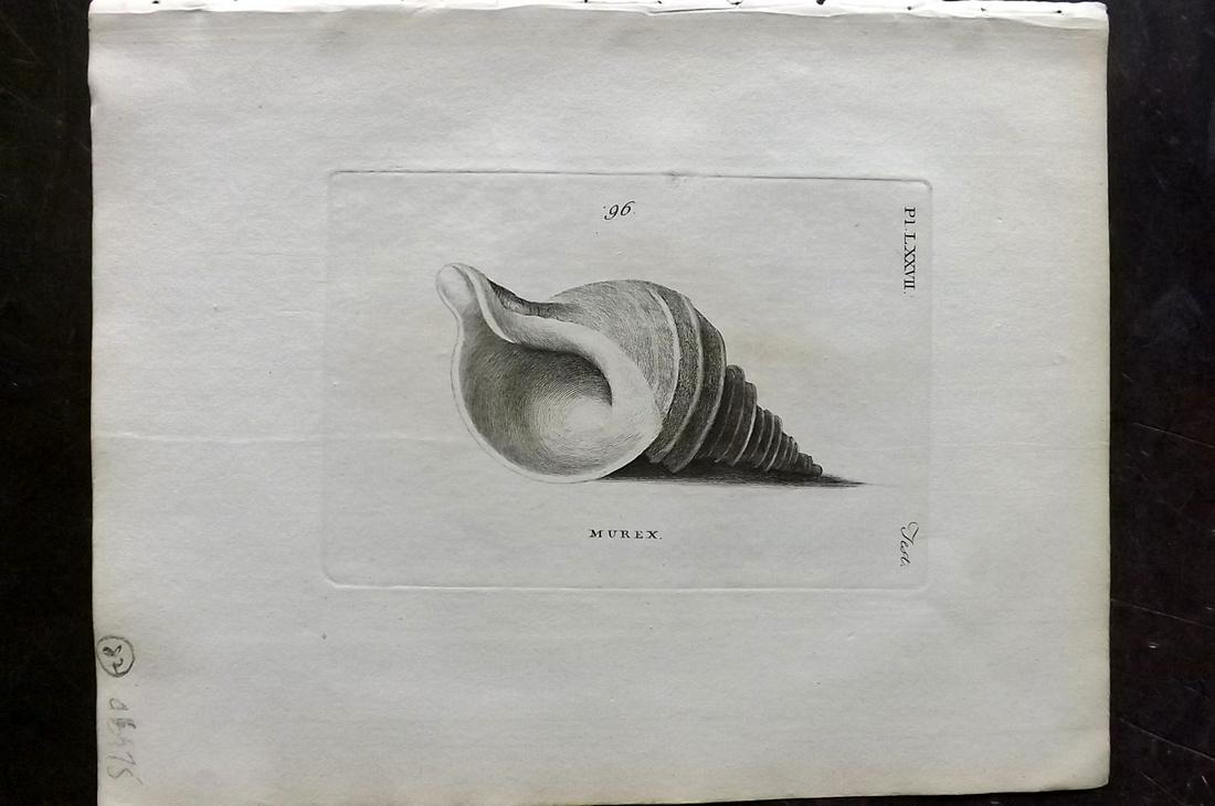 Pennant, Thomas 1776 Antique Shell Print: Copper Plate Published 1776-77, London for "British Zoology" Large Paper Edition by Thomas Pennant. Paper Size: 9 x 7.5 inch (23 x 19cm) Very minor background toning, otherwise fine