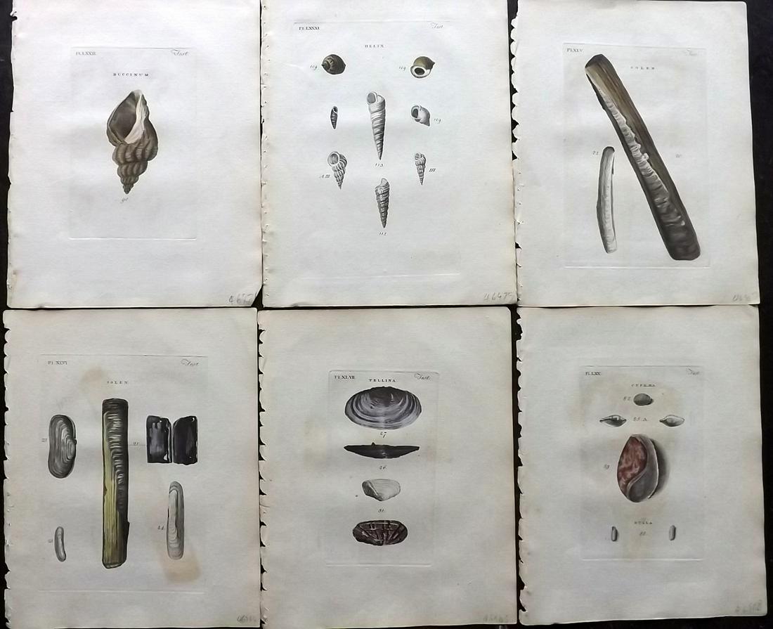 Pennant, Thomas 1776 Lot of 6 Part Hand Col Shell (1 of 2)