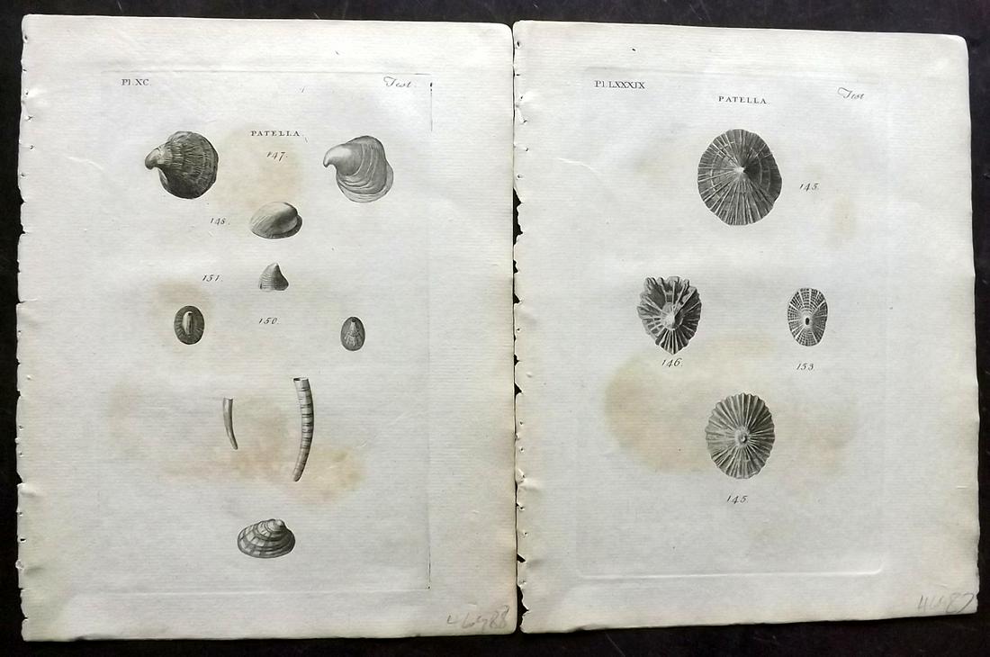 Pennant, Thomas 1776 Pair of Antique Shell Prints: Copper Plates Published 1776-77, London for "British Zoology" Large Paper Edition by Thomas Pennant. Paper Size: 9 x 7.5 inch (23 x 19cm) Some background toning and offsetting. Otherwise fine