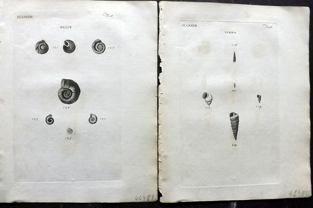 Pennant, Thomas 1776 Pair of Antique Shell Prints: Copper Plates Published 1776-77, London for "British Zoology" Large Paper Edition by Thomas Pennant. Paper Size: 9 x 7.5 inch (23 x 19cm) Some background toning and offsetting. Otherwise fine