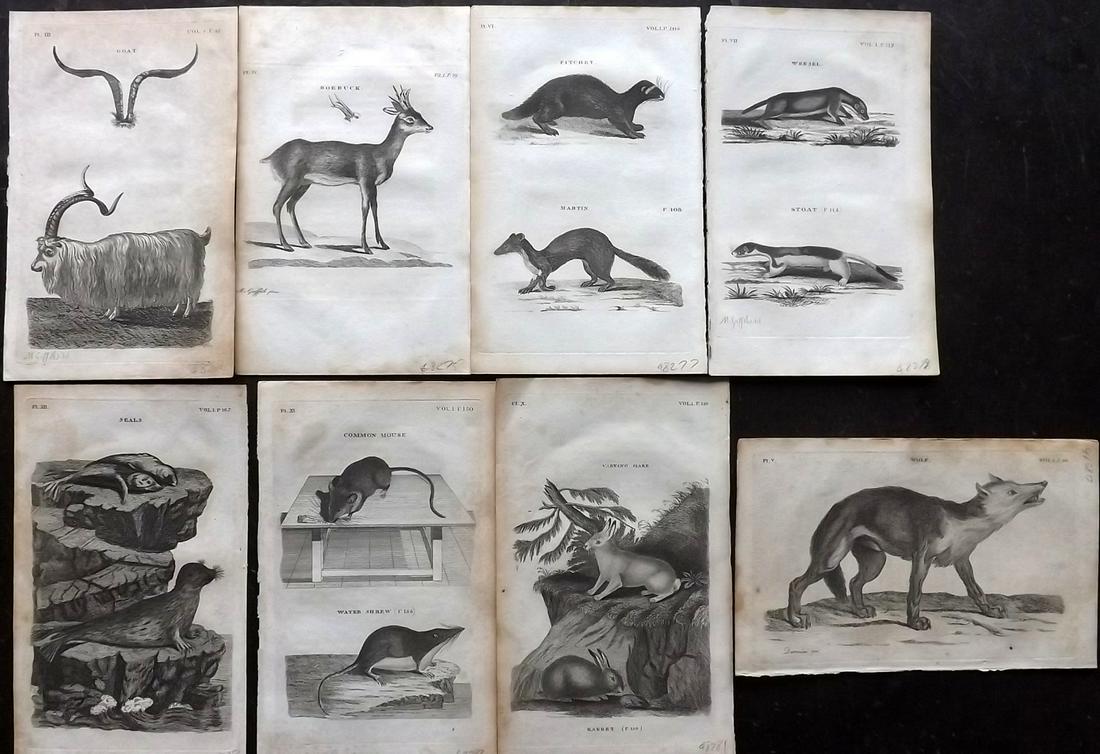 Pennant, Thomas 1812 Lot of 8 Antique Animal Prints: Copper Plates Published 1812, London for "British Zoology" by Thomas Pennant. Paper Size: 8 x 5 inch (21 x 13cm) Toning present