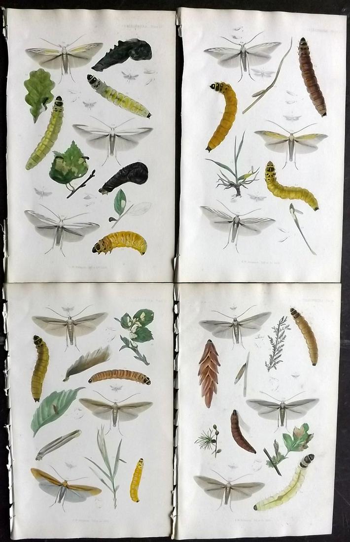Stainton, Henry 1855 Lot of 4 Hand Col Moth Prints (1 of 2)