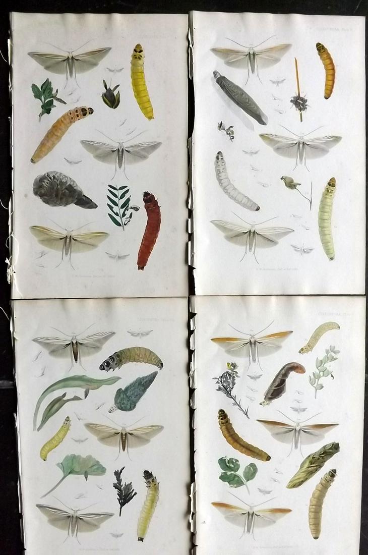 Stainton, Henry 1855 Lot of 4 Hand Col Moth Prints (1 of 2)