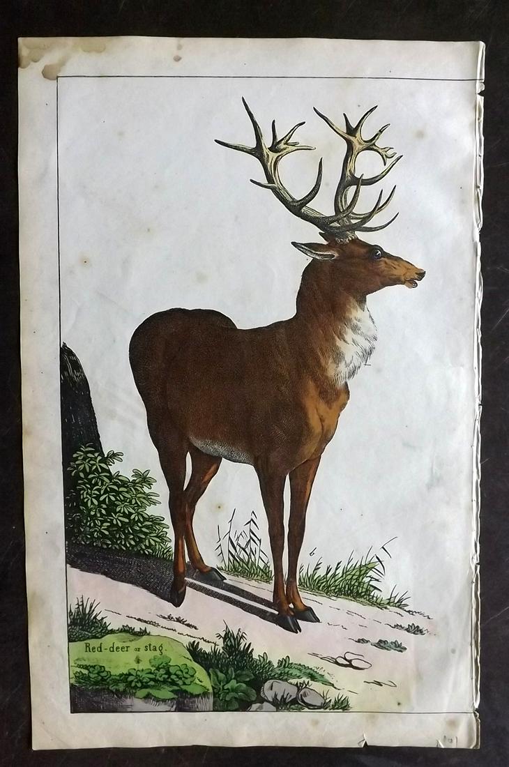 White, Adam 1862 Hand Col Print. Red Deer or Stag (1 of 2)