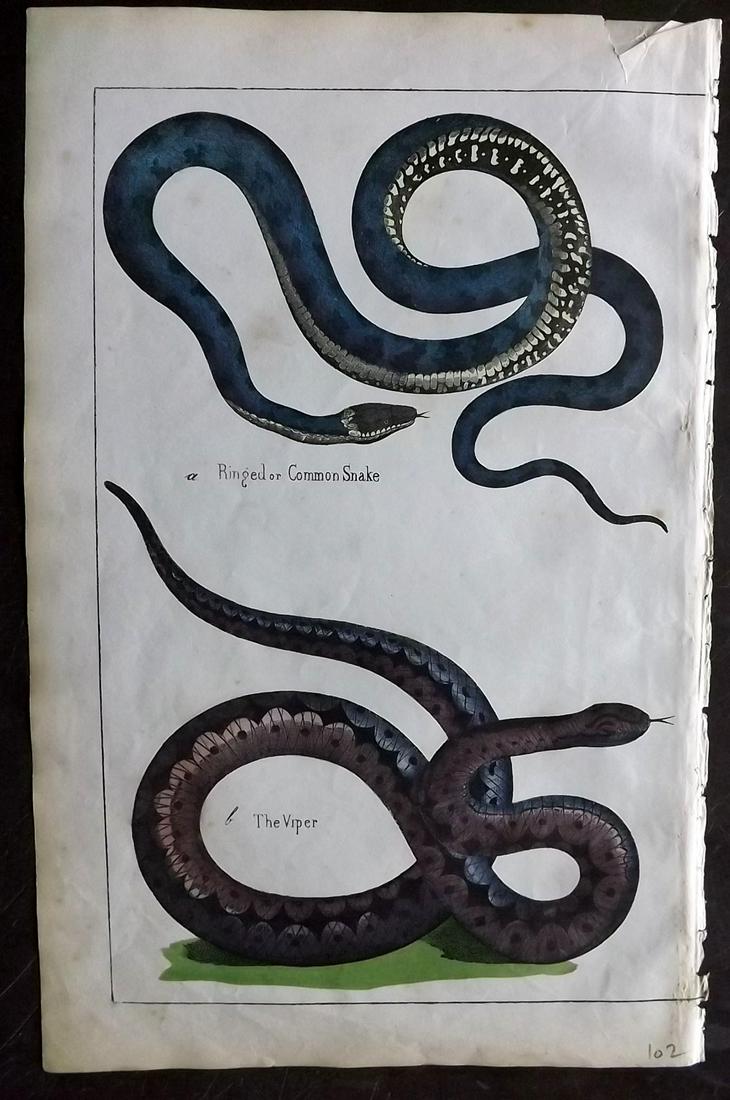 White, Adam 1862 Hand Col Print. Viper & Ringed Snake (1 of 2)