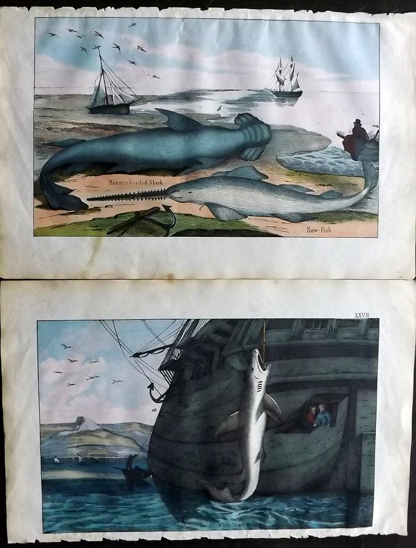 White, Adam 1862 Pair of Hand Col Shark Prints (1 of 2)