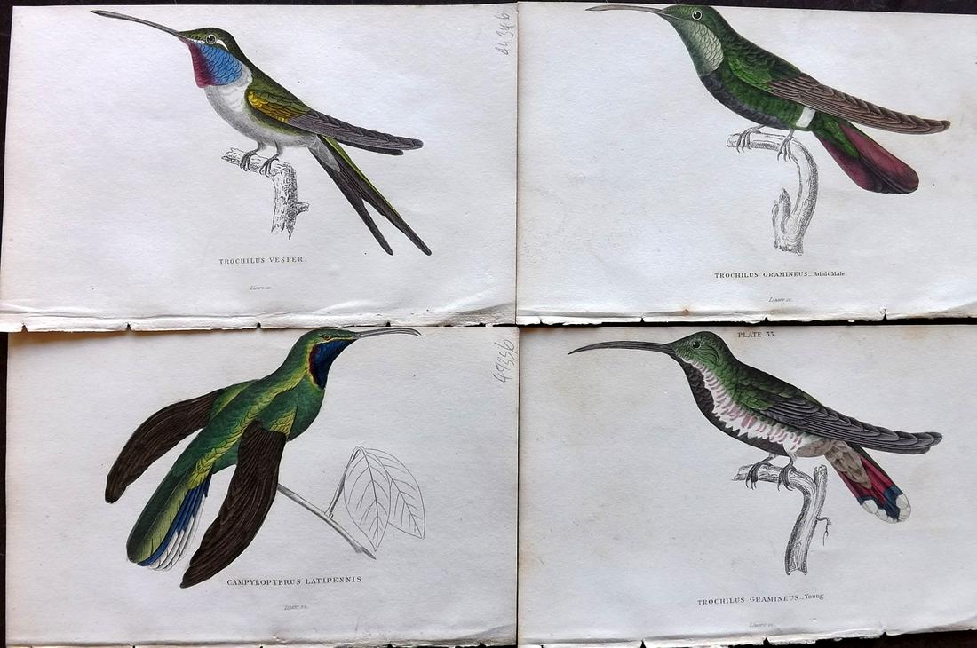 Jardine, William C1840 Lot of 4 HC Hummingbird Prints (1 of 2)