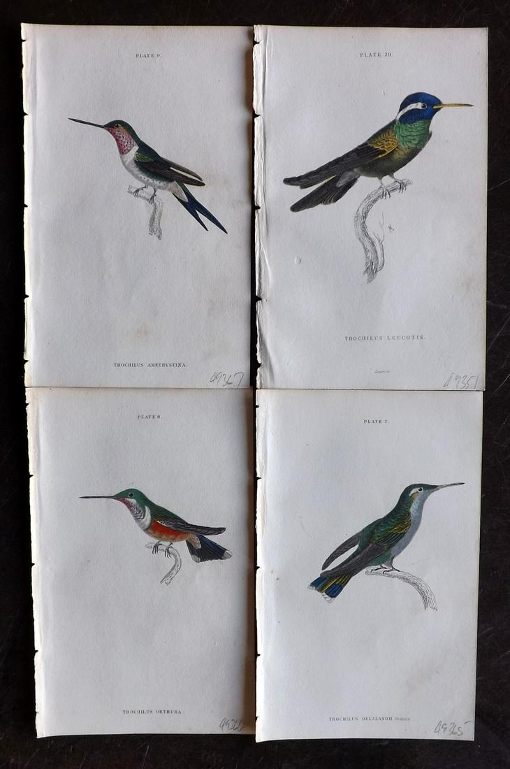 Jardine, William C1840 Lot of 4 HC Hummingbird Prints (1 of 2)