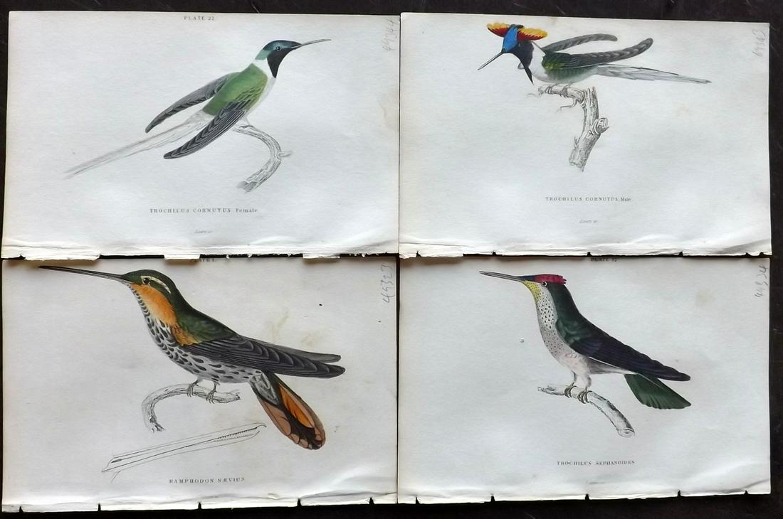 Jardine, William C1840 Lot of 4 HC Hummingbird Prints (1 of 2)