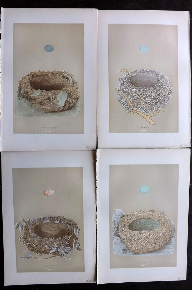 Morris, Francis 1896 Lot of 4 Antique Bird Nest Prints: Woodblocks Published 1896 by John C. Nimmo, London for "A Natural History of the Nests and Eggs of British Birds" By the Rev. Francis Orpen Morris, printed Benjamin Fawcett. Printed in colours and fin