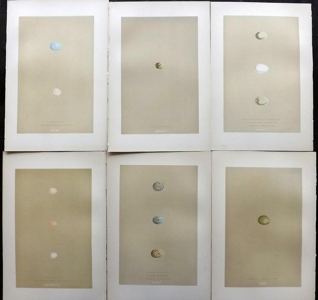 Morris, Francis 1896 Lot of 6 Antique Bird Egg Prints: Woodblocks Published 1896 by John C. Nimmo, London for "A Natural History of the Nests and Eggs of British Birds" By the Rev. Francis Orpen Morris, printed Benjamin Fawcett. Printed in colours and fin