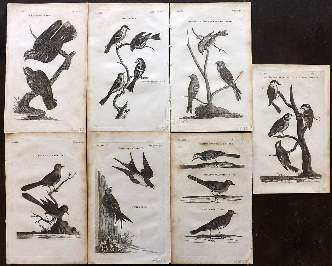Pennant, Thomas 1812 Lot of 7 Antique Bird Prints (1 of 2)