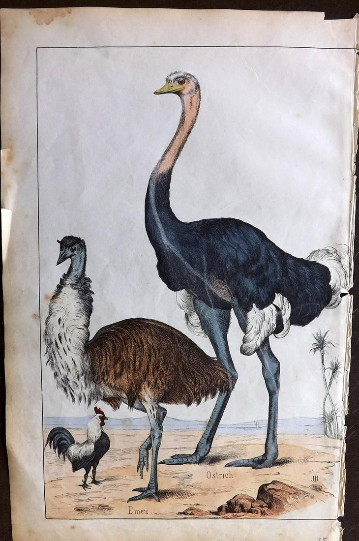 White, Adam 1862 Hand Col Bird Print. Emu, Ostrich (1 of 2)