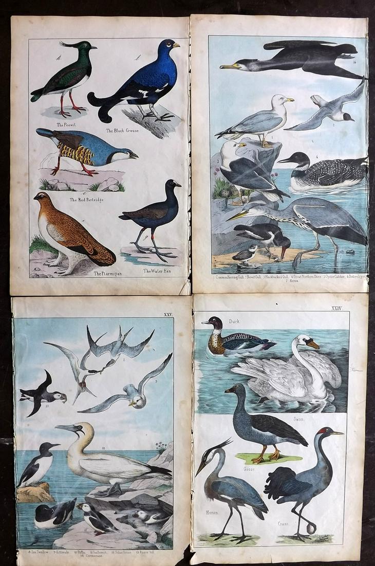 White, Adam 1862 Lot of 4 Hand Col Bird Prints (1 of 2)