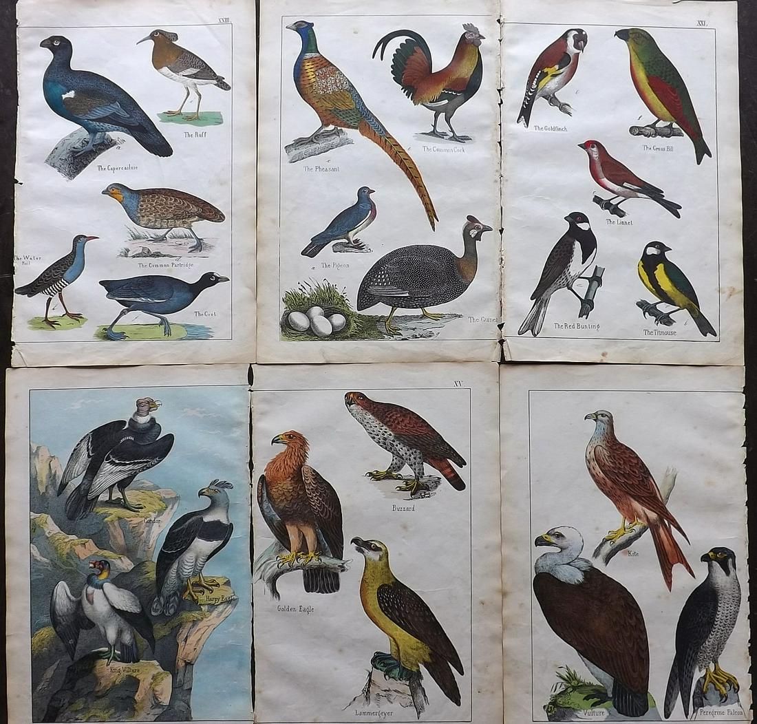 White, Adam 1862 Lot of 6 Hand Col Bird Prints (1 of 2)