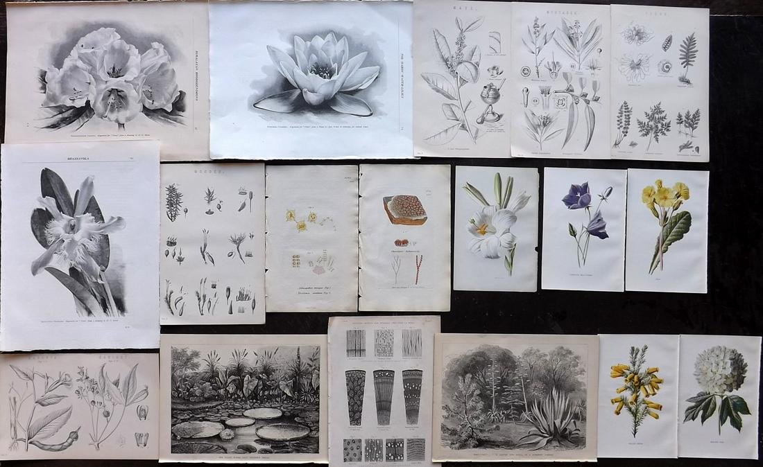 Botanical Prints 19th Cent. Lot of 18 Engravings & (1 of 5)