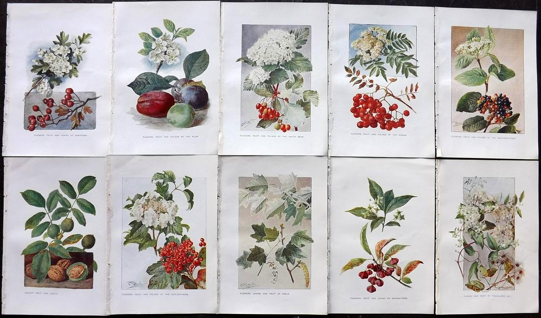 Boulger, George 1907 Lot of 10 Botanical Fruit Prints (1 of 2)