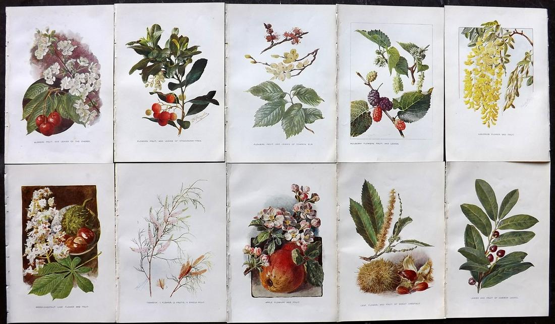 Boulger, George 1907 Lot of 10 Botanical Fruit Prints (1 of 2)