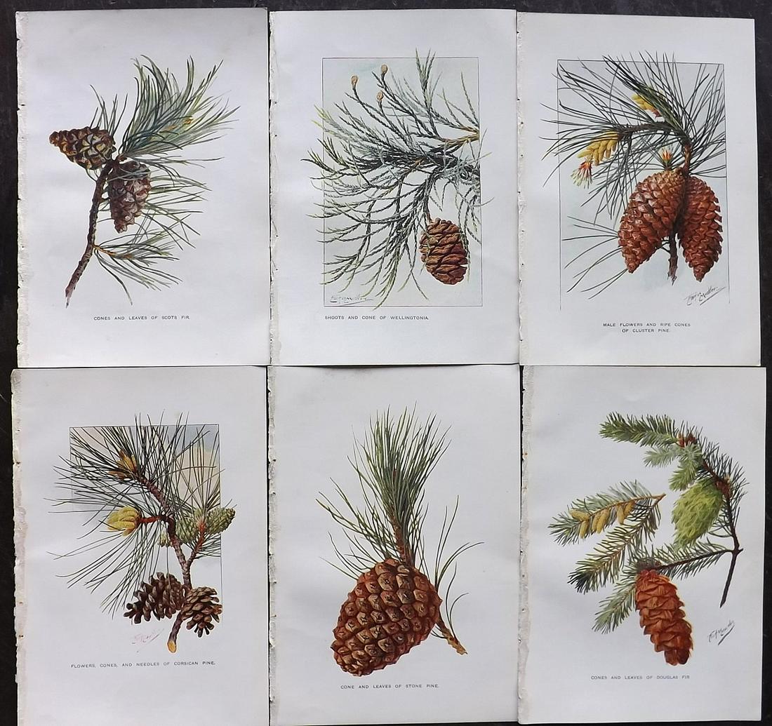 Boulger, George 1907 Lot of 6 Botanical Prints. Pine (1 of 2)