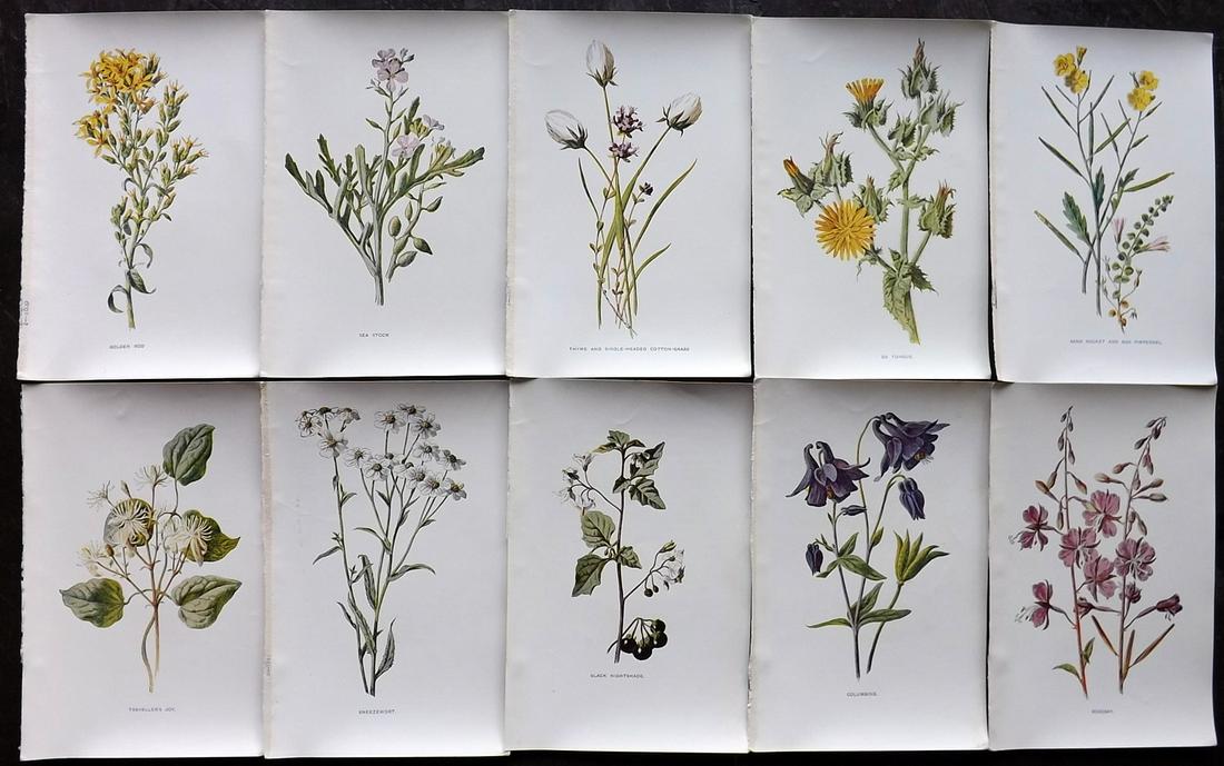 Hulme, Edward C1900 Lot of 10 Botanical Prints (1 of 2)