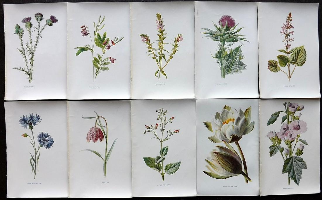 Hulme, Edward C1900 Lot of 10 Botanical Prints (1 of 2)