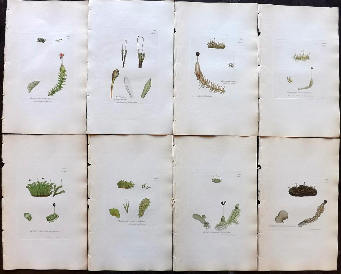 Sowerby, James 1846 Lot of 8 Hand Col Moss Prints: Full Hand Colored Etchings Published London, 1832-46 for "English Botany; or, Coloured Figures of British Plants…" Second Edition by James Sowerby and Edward Smith. Paper Size: 9 x 5.5 inch (23 x 14