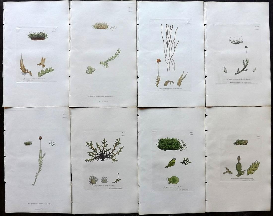 Sowerby, James 1846 Lot of 8 Hand Col Moss Prints: Full Hand Colored Etchings Published London, 1832-46 for "English Botany; or, Coloured Figures of British Plants…" Second Edition by James Sowerby and Edward Smith. Paper Size: 9 x 5.5 inch (23 x 14