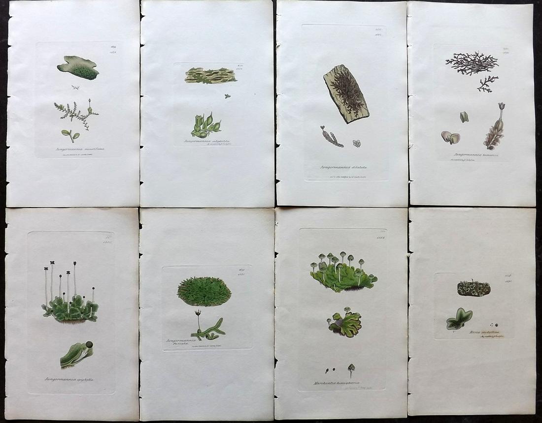 Sowerby, James 1846 Lot of 8 Hand Col Moss Prints: Full Hand Colored Etchings Published London, 1832-46 for "English Botany; or, Coloured Figures of British Plants…" Second Edition by James Sowerby and Edward Smith. Paper Size: 9 x 5.5 inch (23 x 14