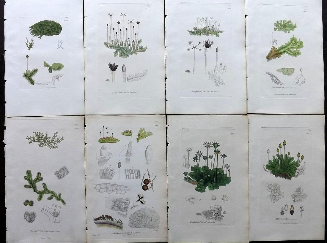 Sowerby, James 1846 Lot of 8 Part Hand Col Moss Prints: Partial Hand Colored Etchings only (As issued) Published London, 1832-46 for "English Botany; or, Coloured Figures of British Plants…" Second Edition by James Sowerby and Edward Smith. Paper Size: 9
