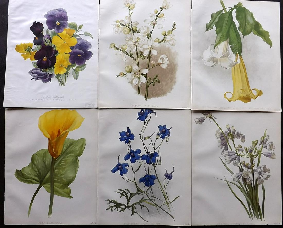 The Garden C1890 Lot of 6 Botanical Prints (1 of 2)