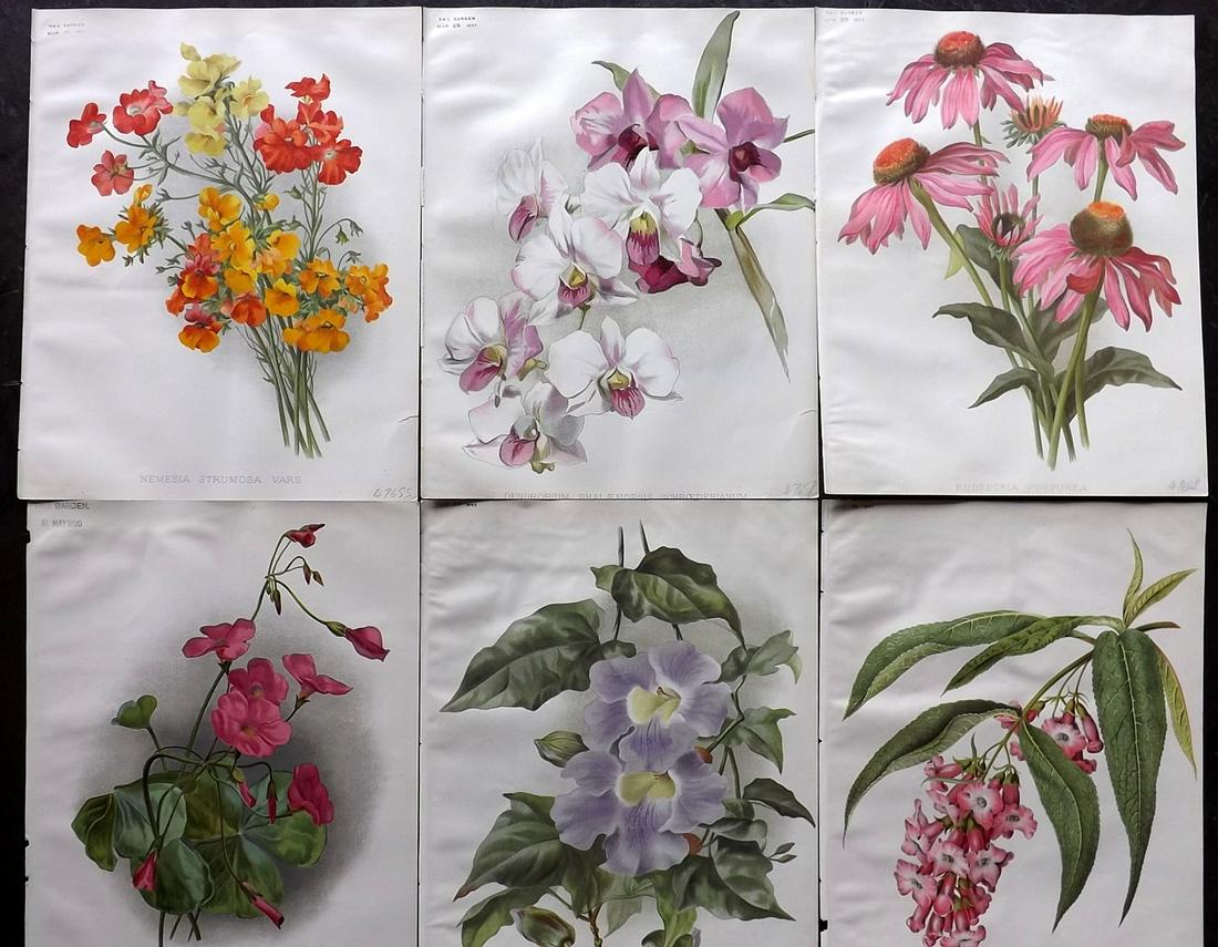 The Garden C1890 Lot of 6 Botanical Prints (1 of 2)