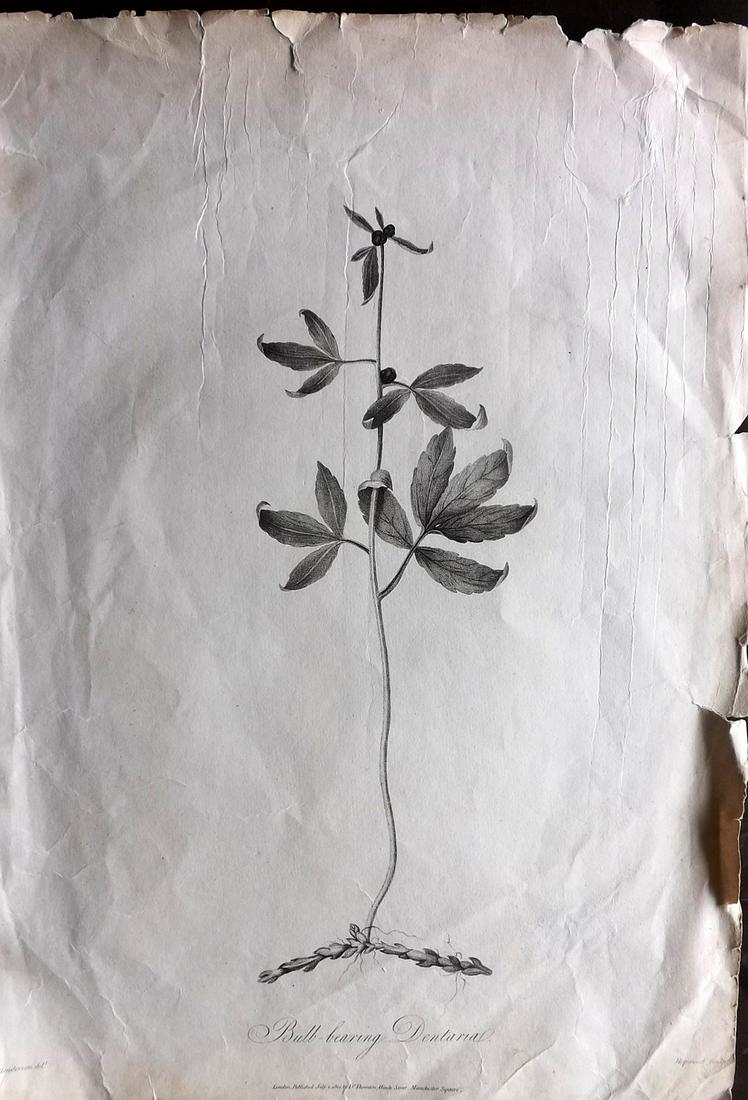 Thornton, Robert 1801 LG Rare Botanical Print (1 of 2)