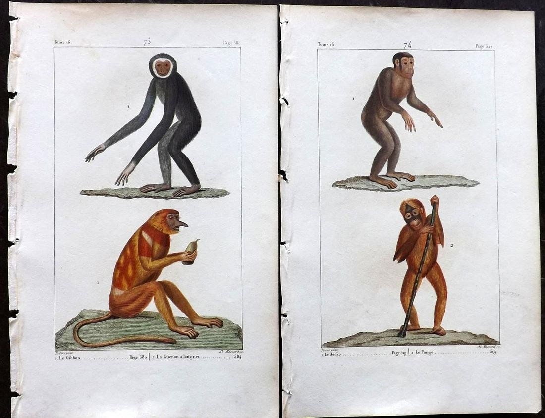 Buffon & Lacepede 1820 Pair of Hand Col Monkey Prints (1 of 2)