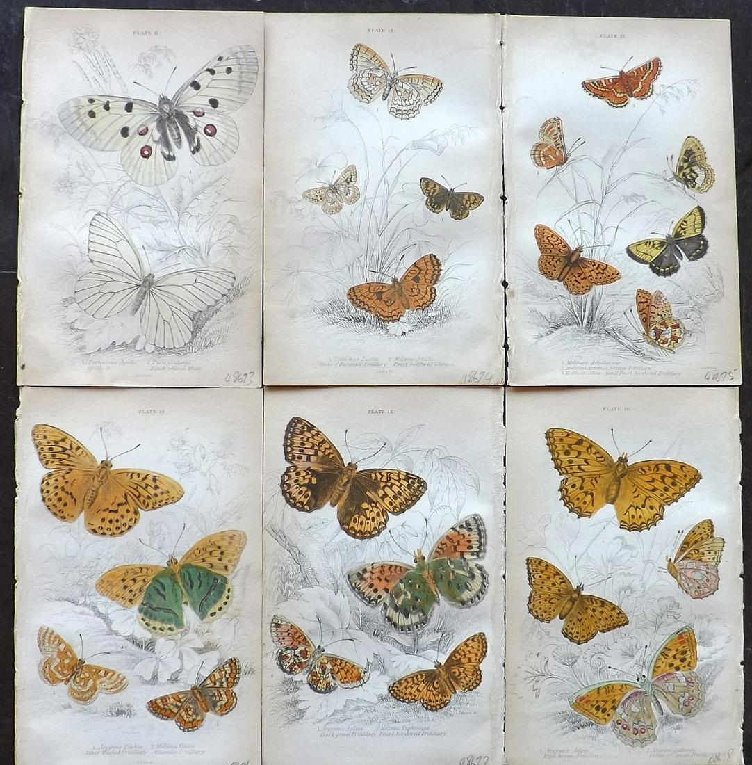 Jardine, William C1840 Lot of 6 HC Prints. Butterflies (1 of 2)