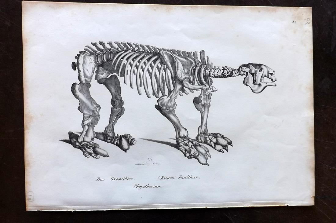 Schinz & Brodtmann 1827 Folio Print. Megatherium: Folio Lithograph Published Zurich 1827 for "Naturhistorische Abbildungen der Saeugethiere" by Heinrich Rudolph Schinz. Lithographed by Karl Joseph Brodtmann. Paper Size: 13 x 9.5 inch (33 x 24cm) Mino
