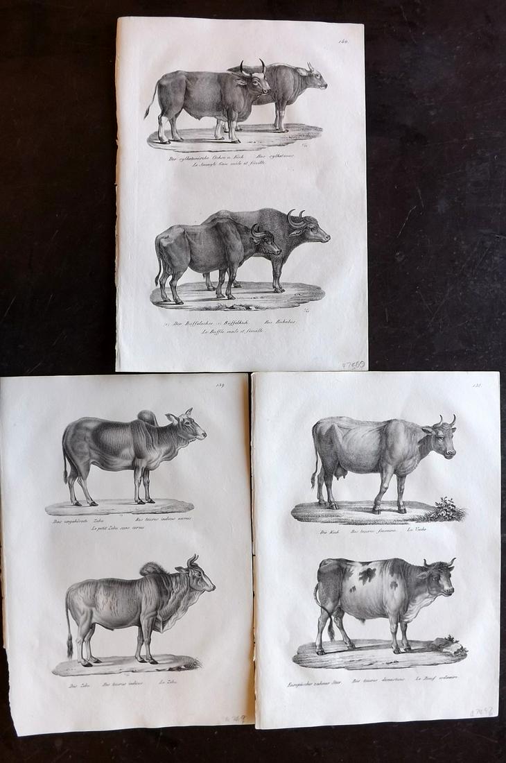 Schinz & Brodtmann 1827 Lot of 3 Folio Prints. Cattle: Folio Lithograph Published Zurich 1827 for "Naturhistorische Abbildungen der Saeugethiere" by Heinrich Rudolph Schinz. Lithographed by Karl Joseph Brodtmann. Paper Size: 13 x 9.5 inch (33 x 24cm) Good
